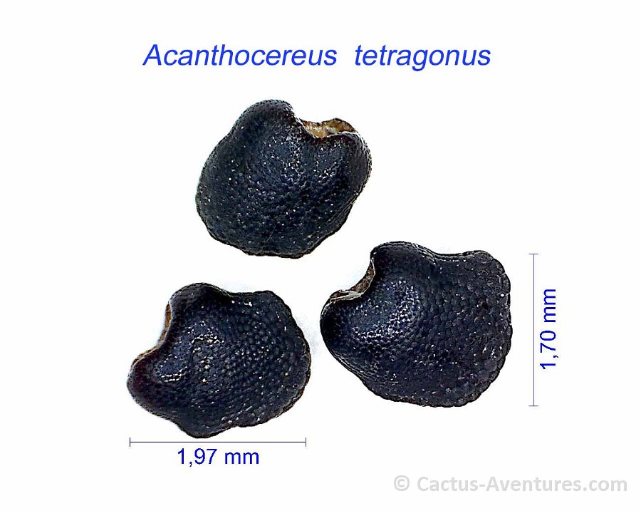 Acanthocereus  tetragonus AB